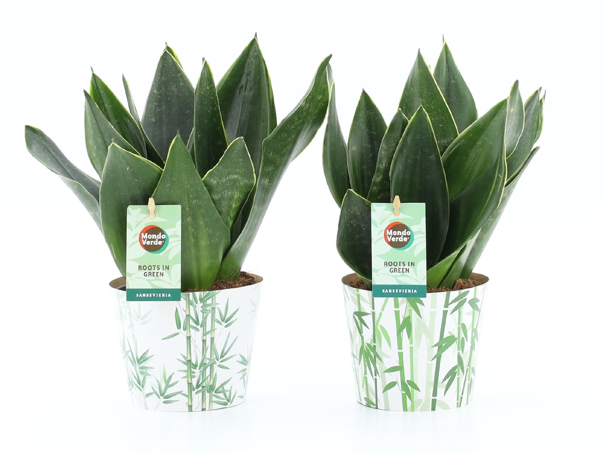 Sansevieria Black Diamond in Potcover Bamboo, D 12