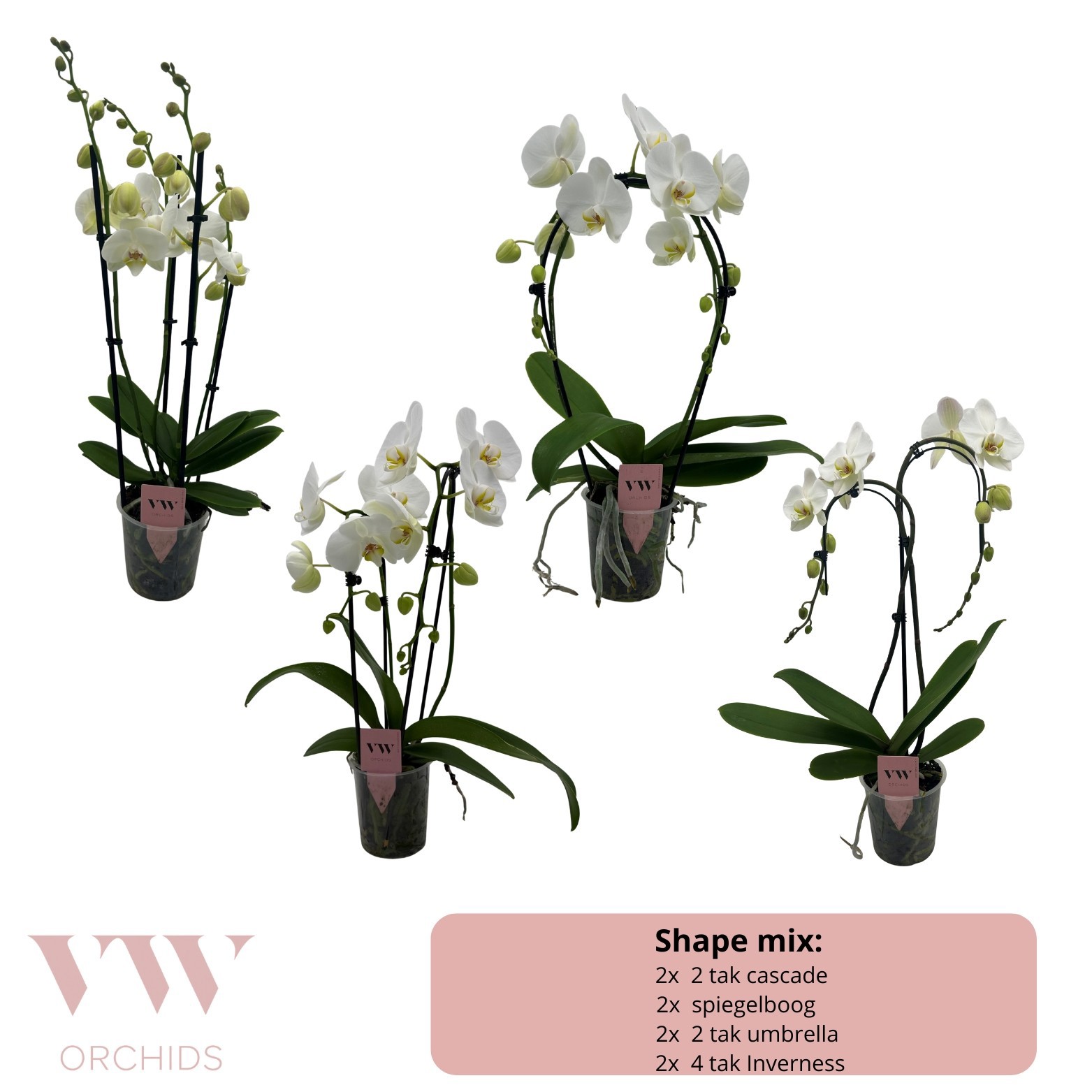 Phalaenopsis vormen wit deluxe+, D 12