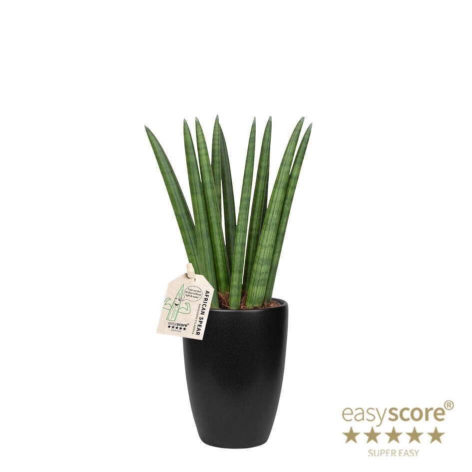 SANSEVIERIA CYLINDRICA 40931711 Classic Black Straigh, D 9