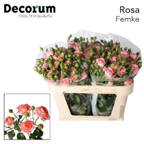 Роза куст. Фемке 70, шт.