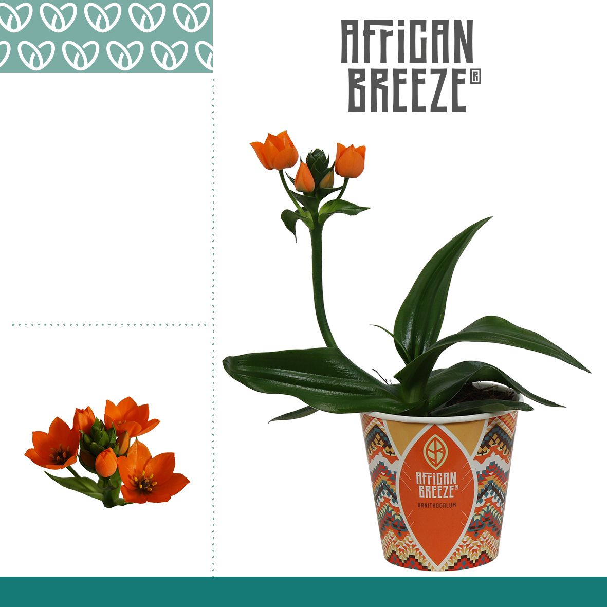 Ornithogalum Dubium Oranje 1pp in Paper Cup, D 10,5
