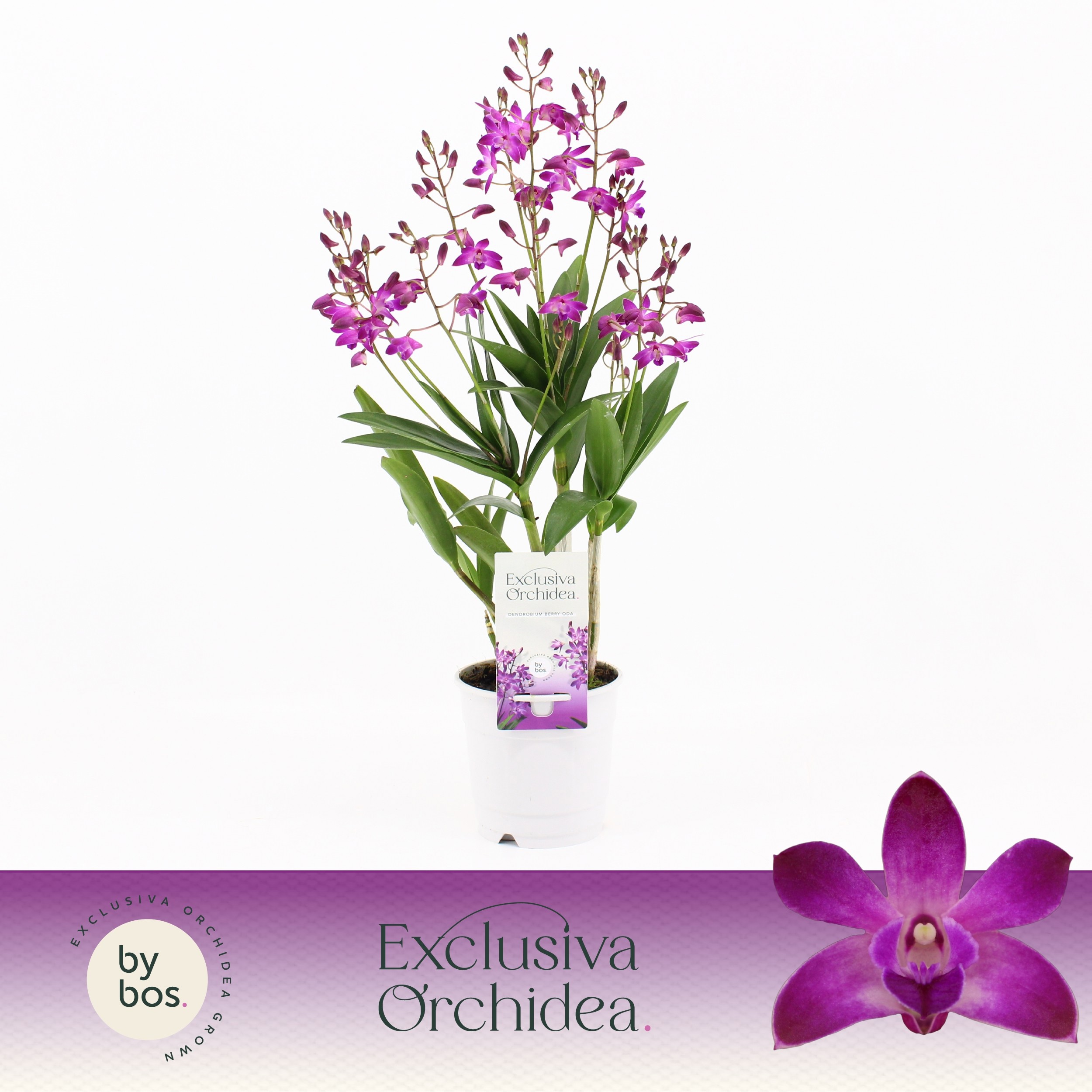 Dendrobium, Berry Oda 9+ spike 'Exclusiva Orchidea', D 12