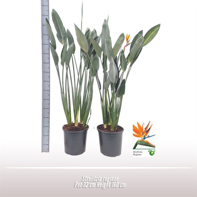 Strelitzia reginae, D 32
