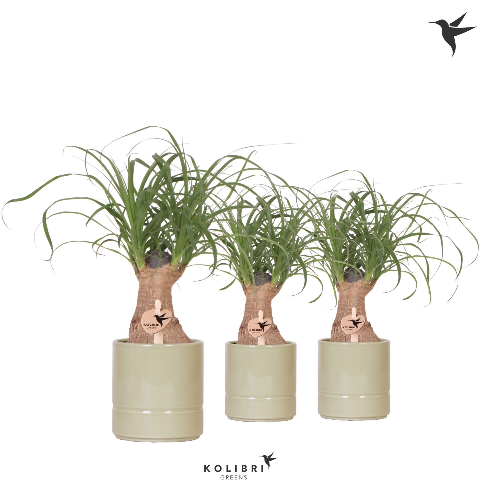 Kolibri Greens Beaucarnea in Pastel pot green, D 9