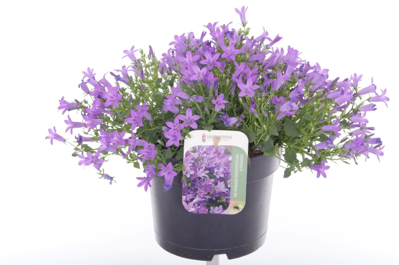 Campanula port. Campala Iris, D 17