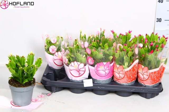 Schlumbergera12 CM, D 12