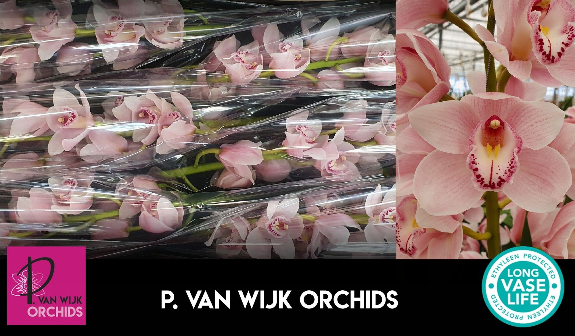 Цимбидиум Дельмонте x6 80, шт.