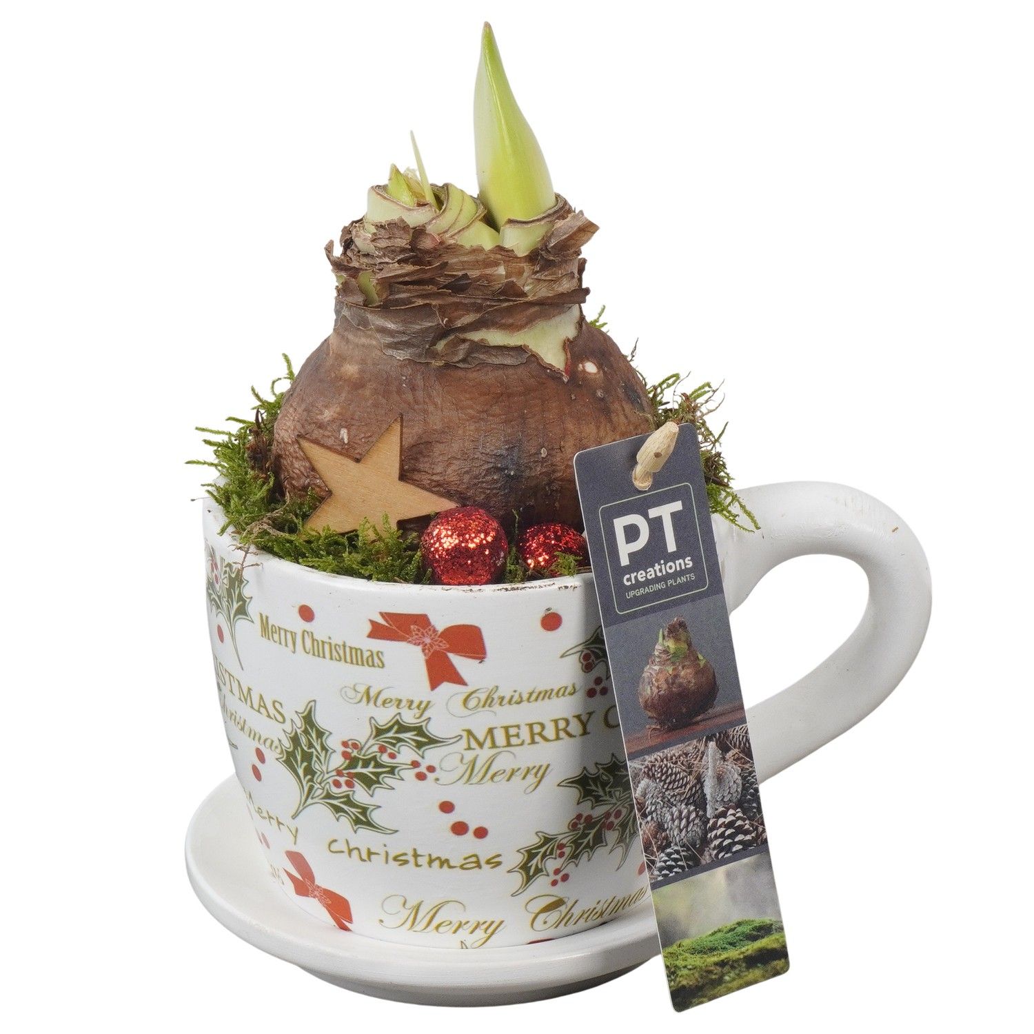 PTACH5812 Arrangement Amaryllis Christmas in keramiek pot, D 11 cm PTACH5812 Arrangement Amaryllis Christmas in keramiek pot, D 11 cm
