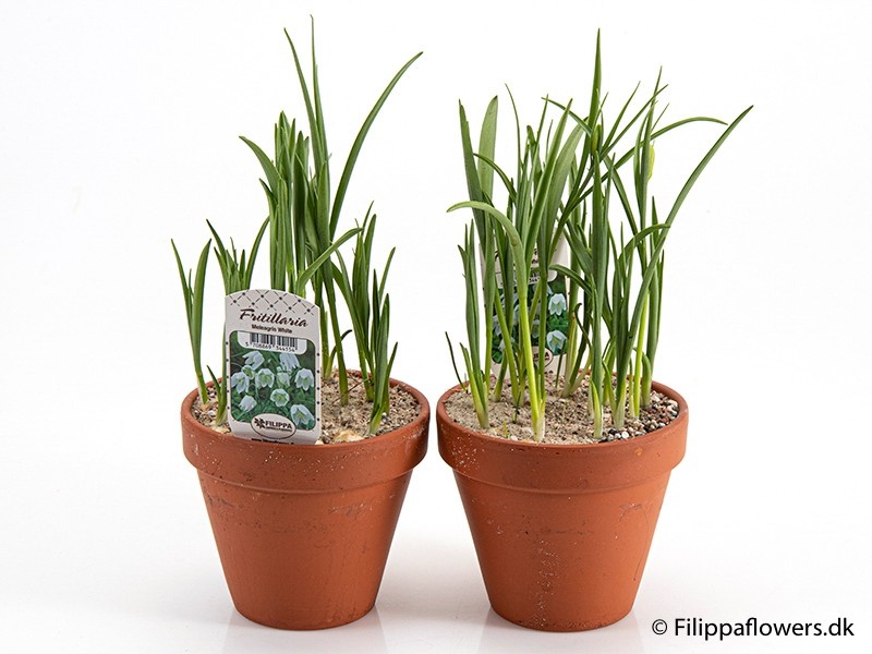 FRITILLARIA MELEAGRIS, D 12