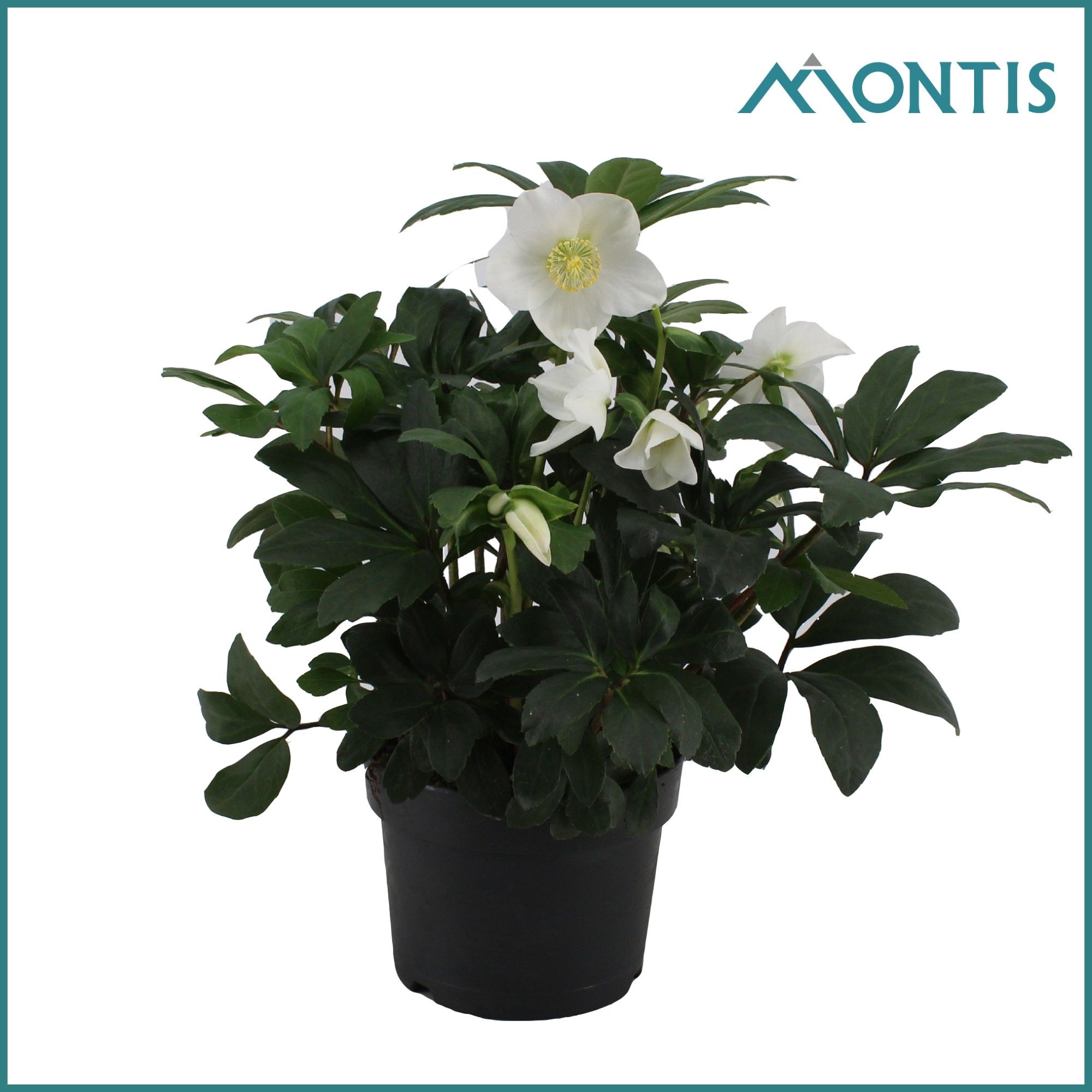 Helleborus Christmas Carol 17 cm Large, D 17