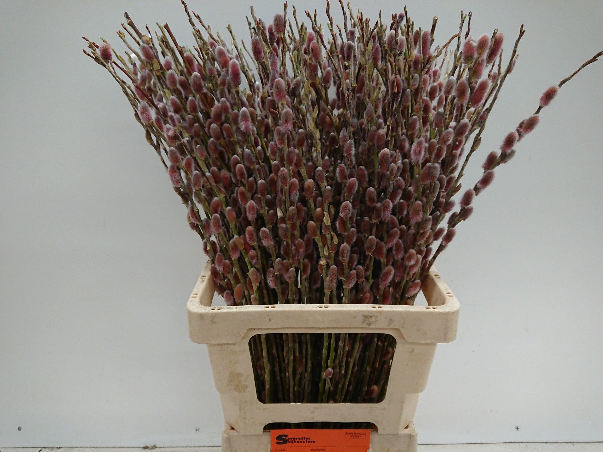 Саликс Пинк Кешн 70, шт.