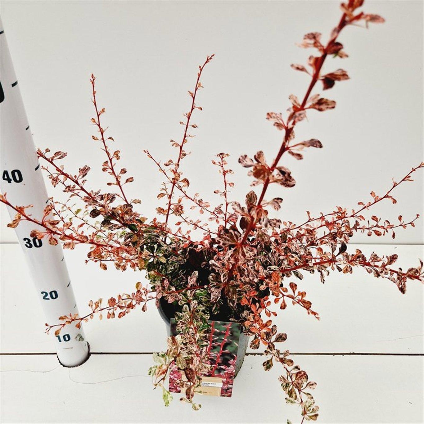 Berberis thunb. 'Harlequin', D 17 cm