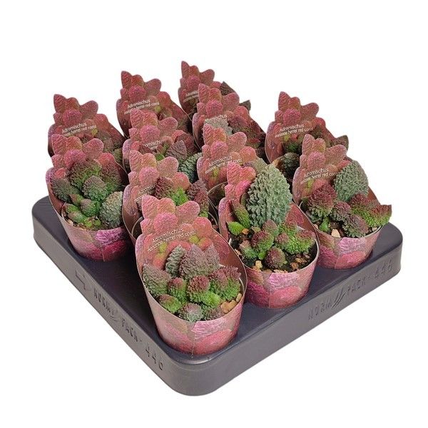 ADROMISCHUS HERREI RED CORAL - POT Ø 6,5 SHAPED POTCOVER (SUCCULENTEN), D 6,5 cm