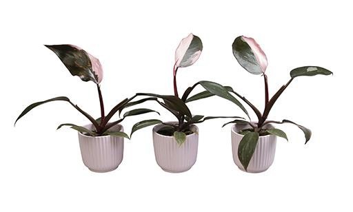 PHILODENDRON-HYBRID 'Pink Prince', D 6 cm