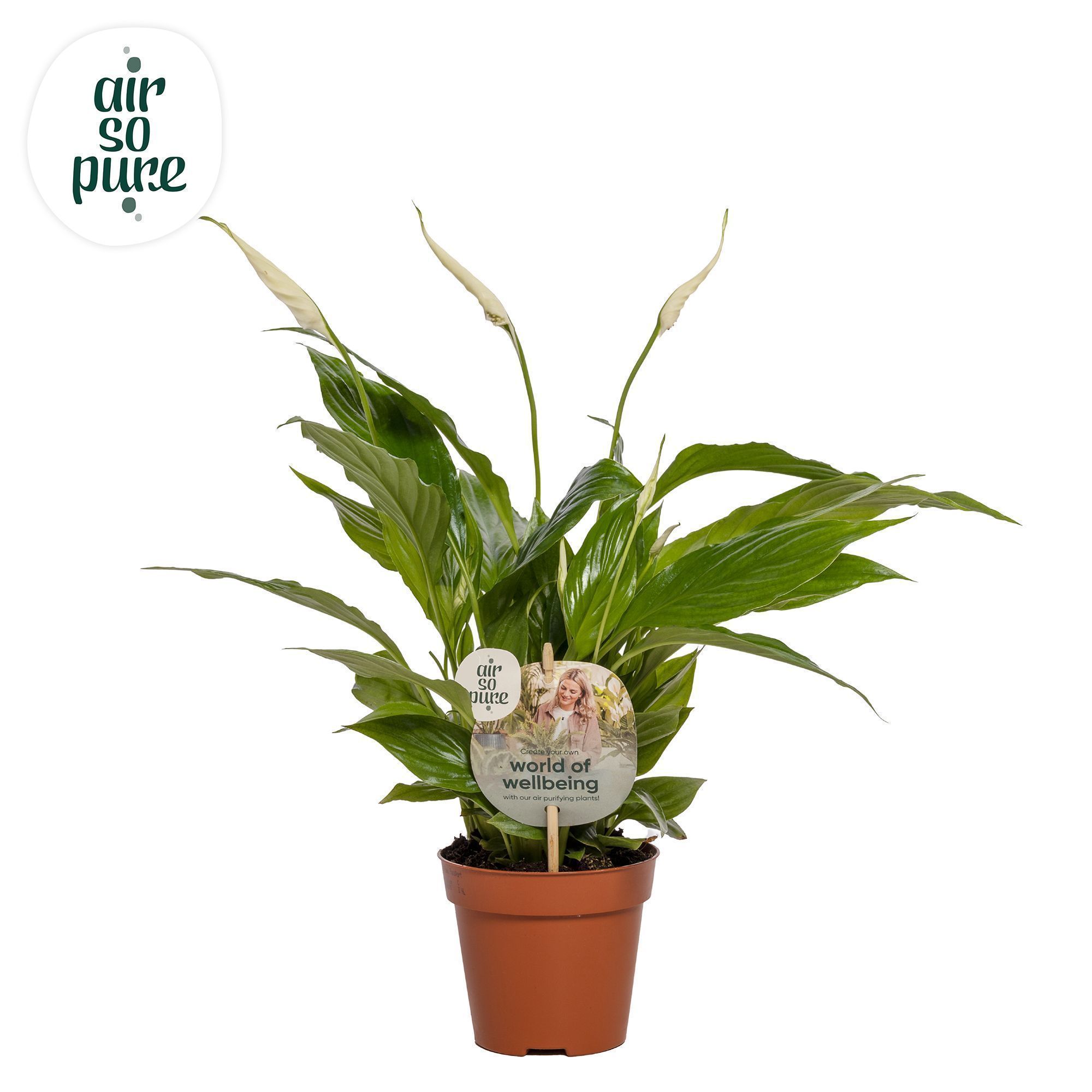 Spathiphyllum Torelli - 12 cm Air so Pure, D 12 cm Spathiphyllum Torelli - 12 cm Air so Pure, D 12 cm