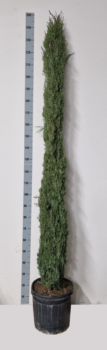 CUPRESSUS TOTEM C40, D 40