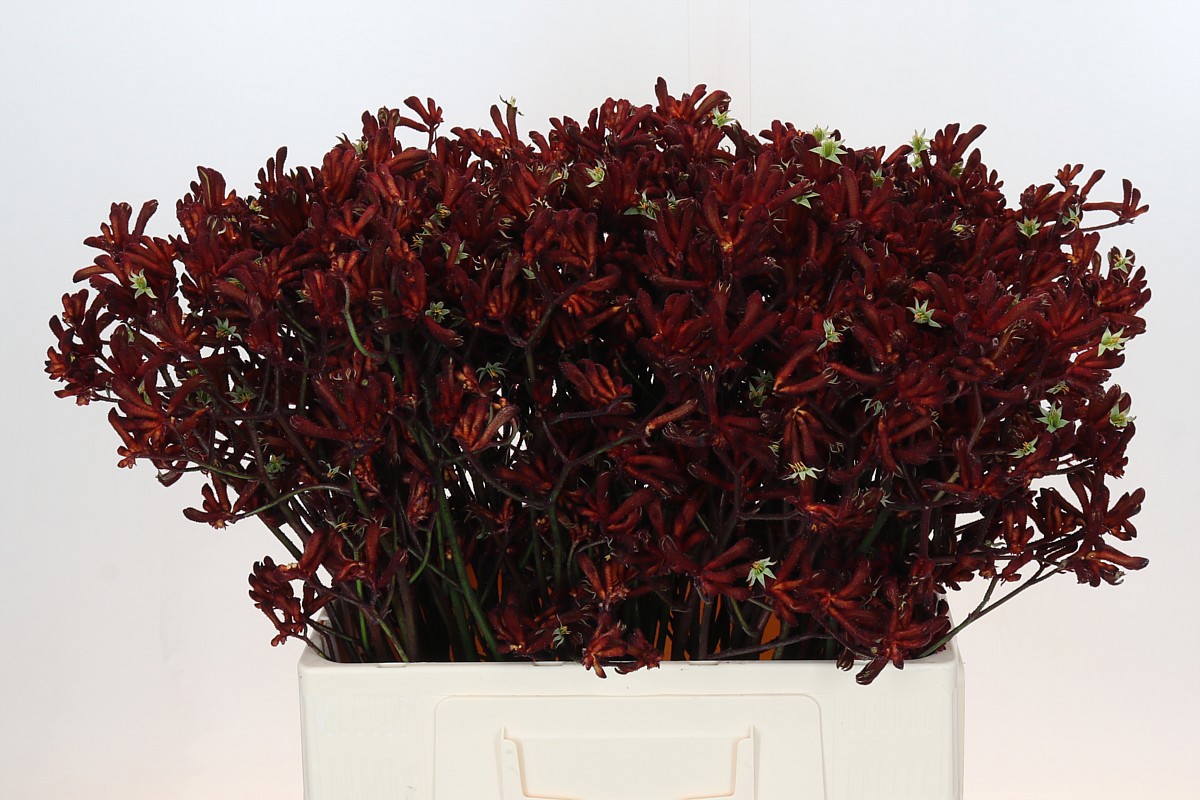 Анигозантус Баш Руби 60, шт.