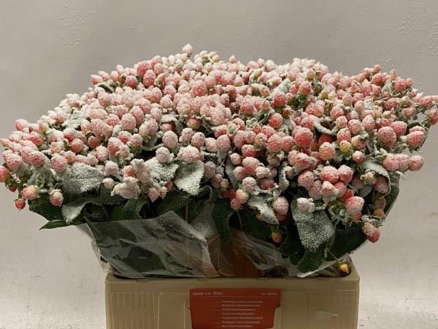 Гипперикум Овериг Крашеный (краш. ) 60, шт.