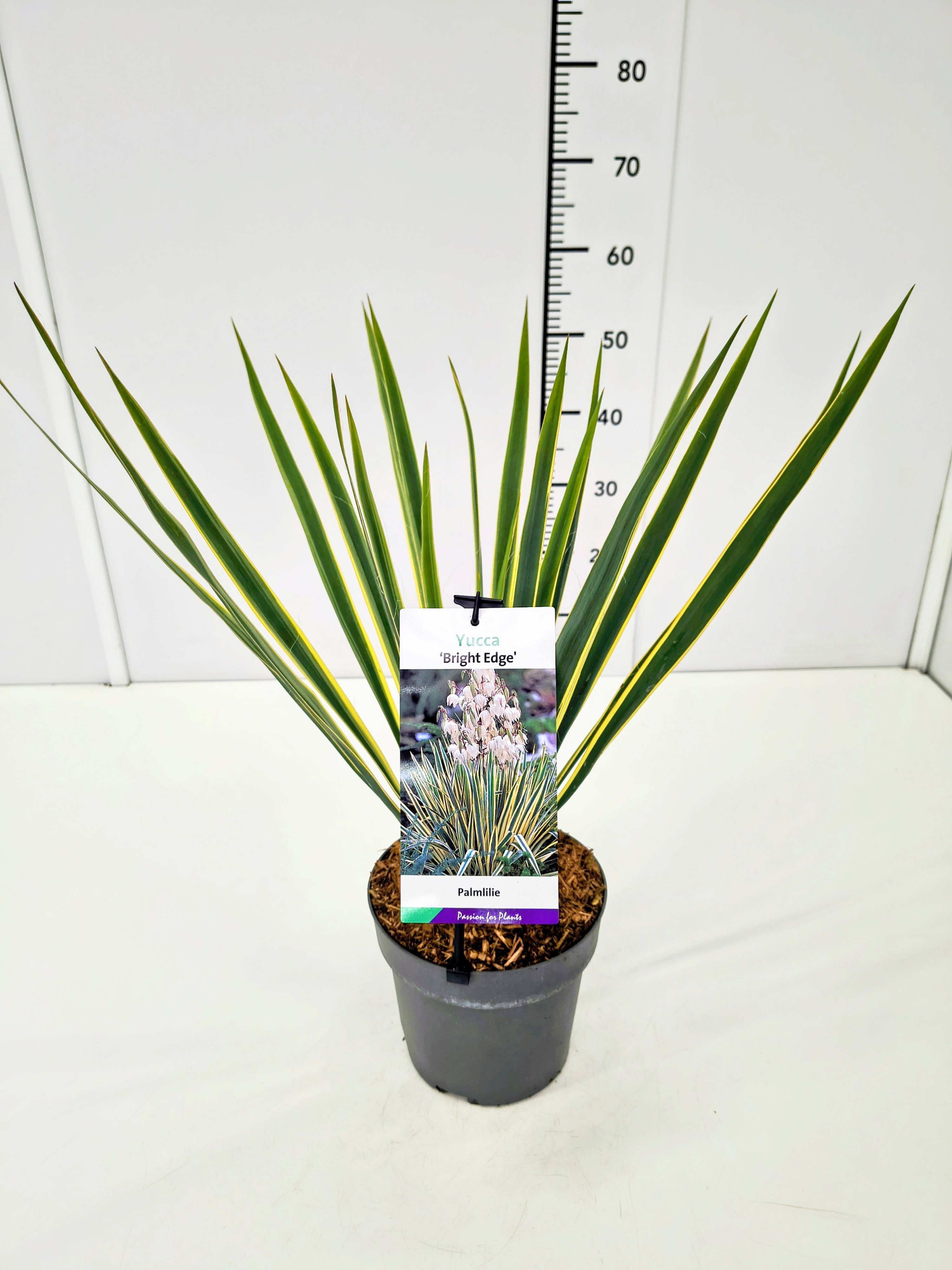 Yucca fil. 'Bright Edge' C3, D 19