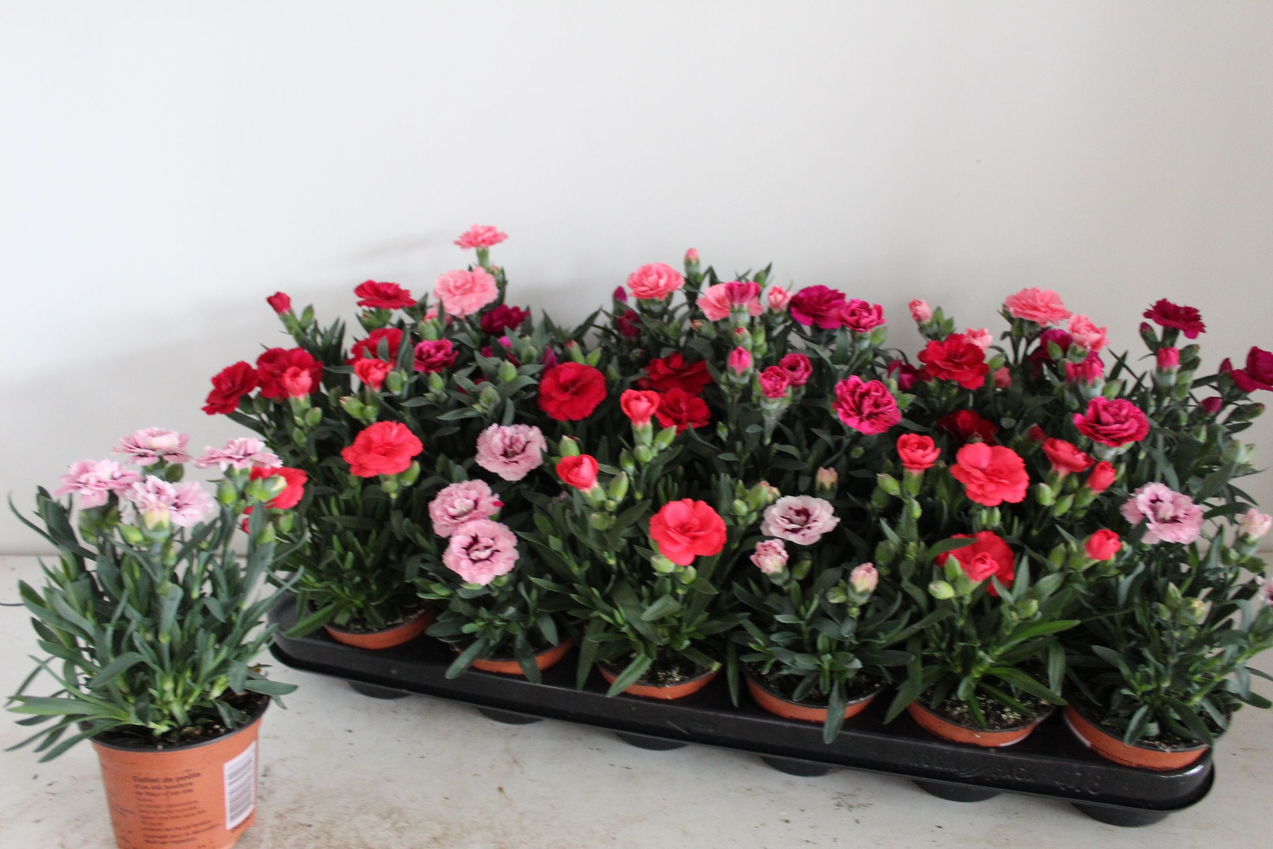 Dianthus Mix, D 9