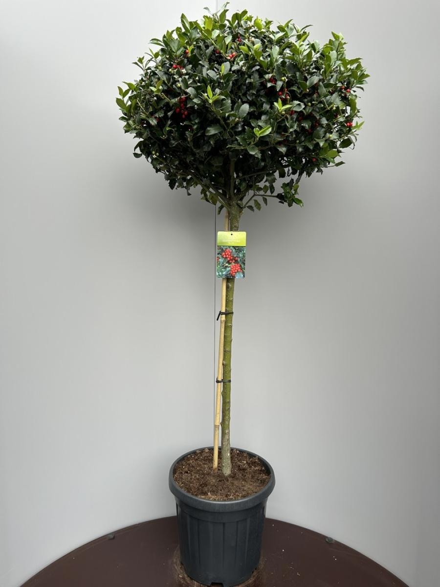 Ilex meserv. Blue Maid, D 38 cm