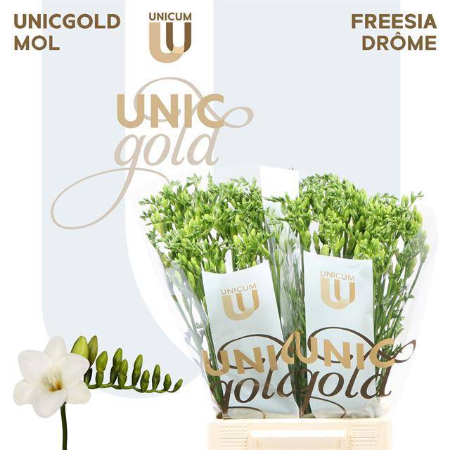 Фрезия од. Дром 55, шт.