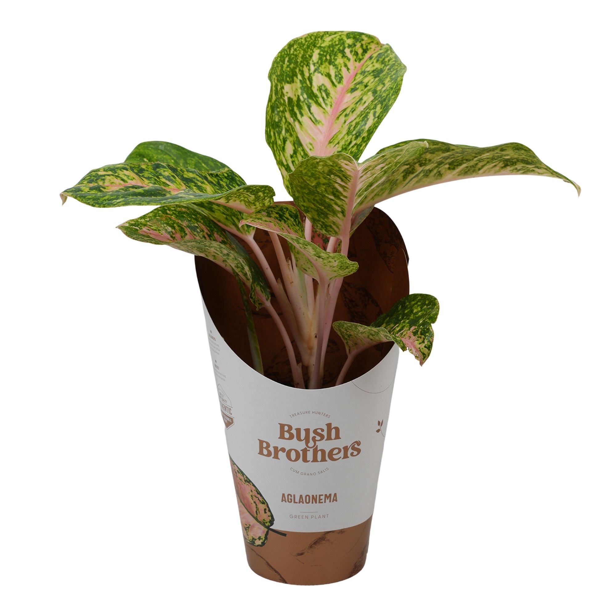 Aglaonema Pink Dark Star, D 12