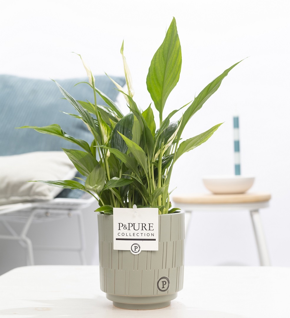 Spathiphyllum Korto in P&PURE Tess 2 ceramics grey, D 12