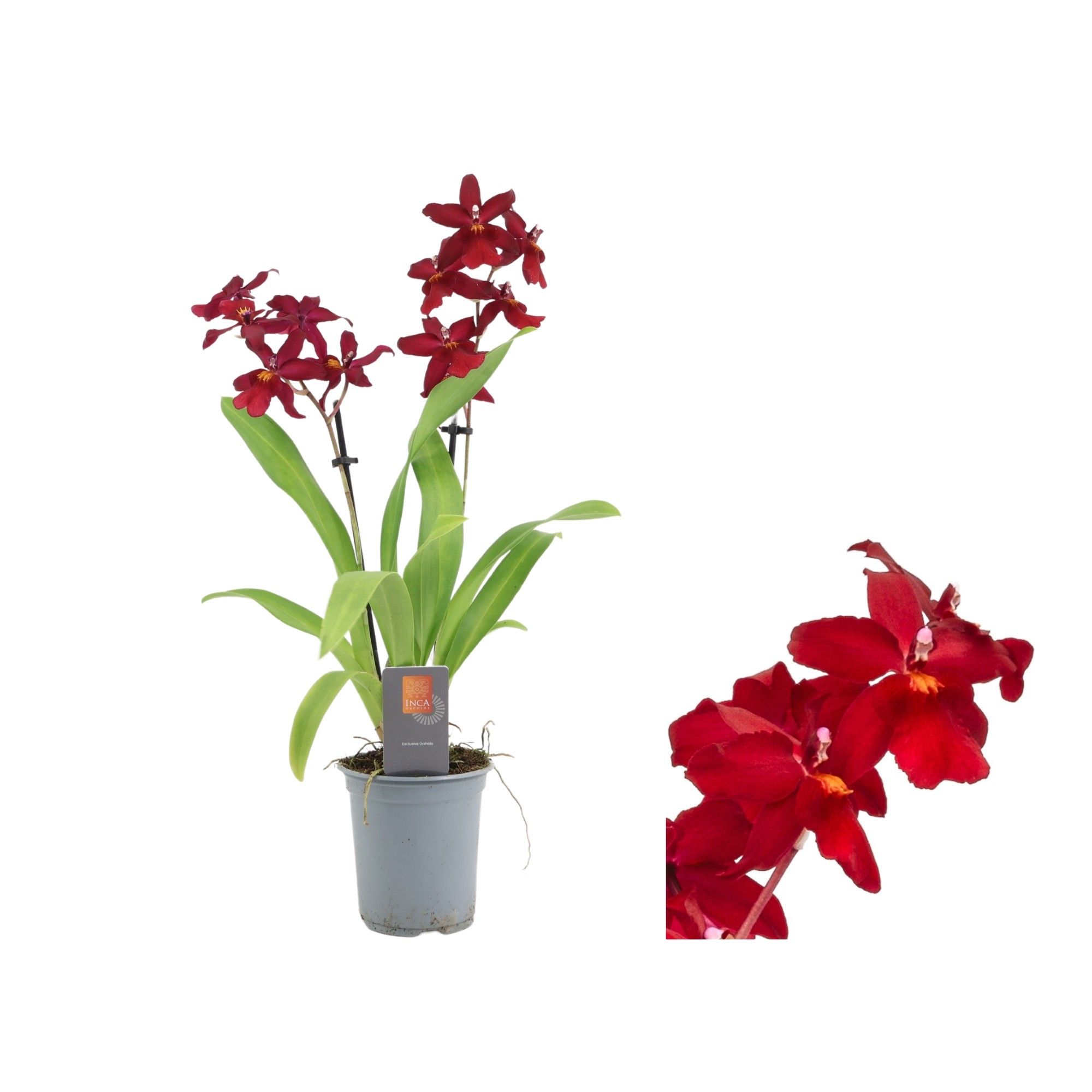 Inca Cambria Fran's Jewels 2 spike 9cm, D 9 cm