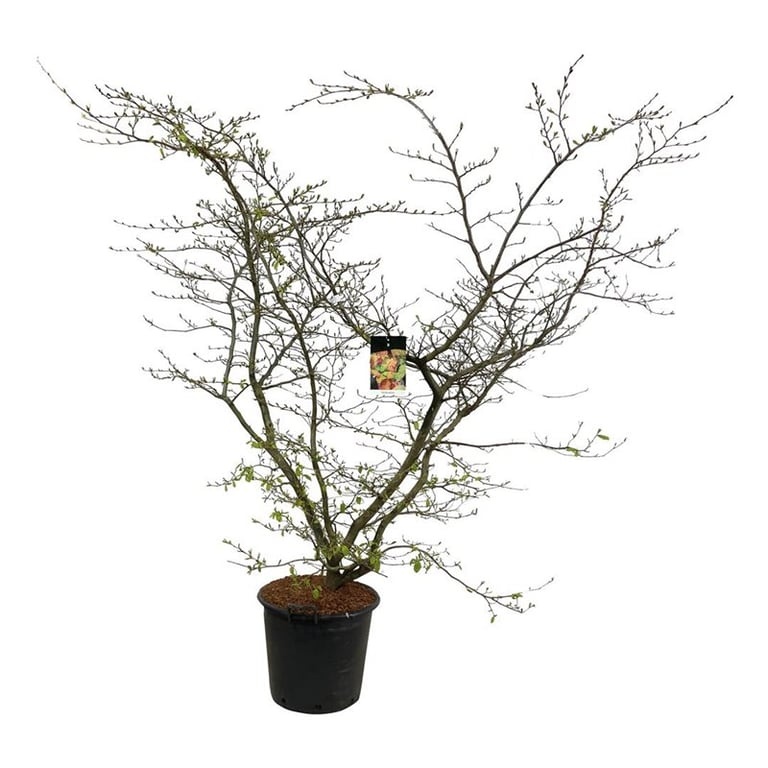 Parrotia persica, D 50