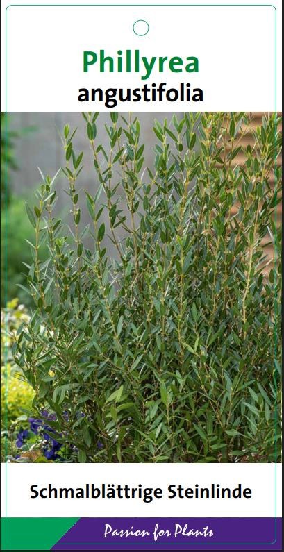 Phillyrea angustifolia 40-60C5, D 23 cm