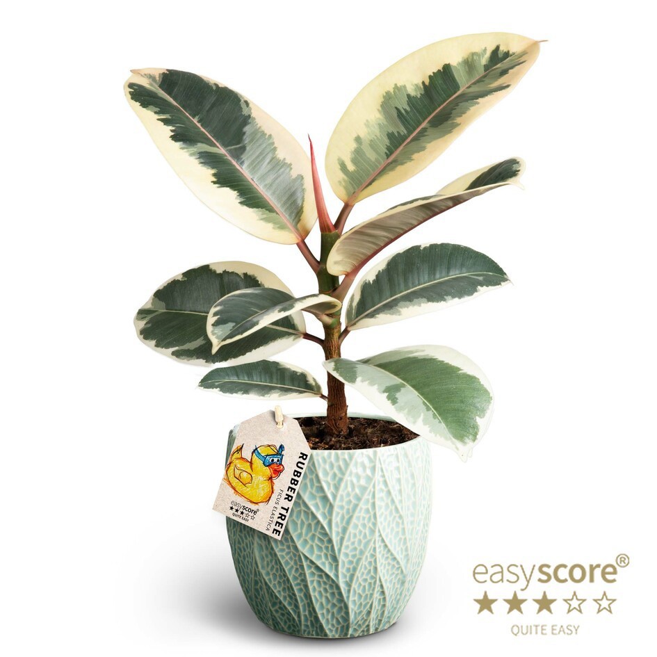 Leaf Ocean, Ficus elastica ´Tineke´, D 12