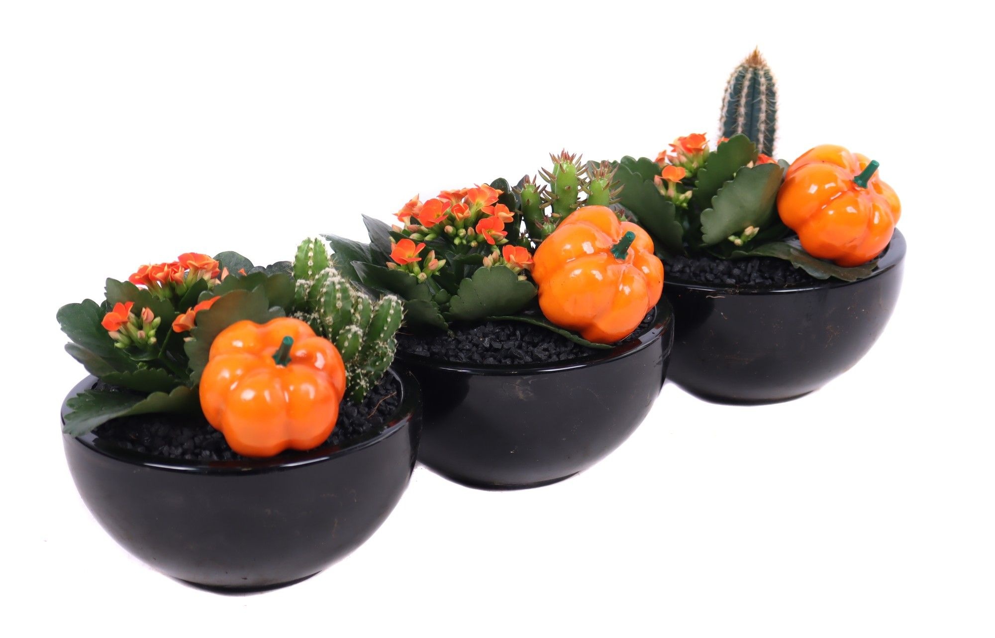Kalanchoe en cactus in zwart schaaltje met pompoen bijsteker, D 15 cm Kalanchoe en cactus in zwart schaaltje met pompoen bijsteker, D 15 cm