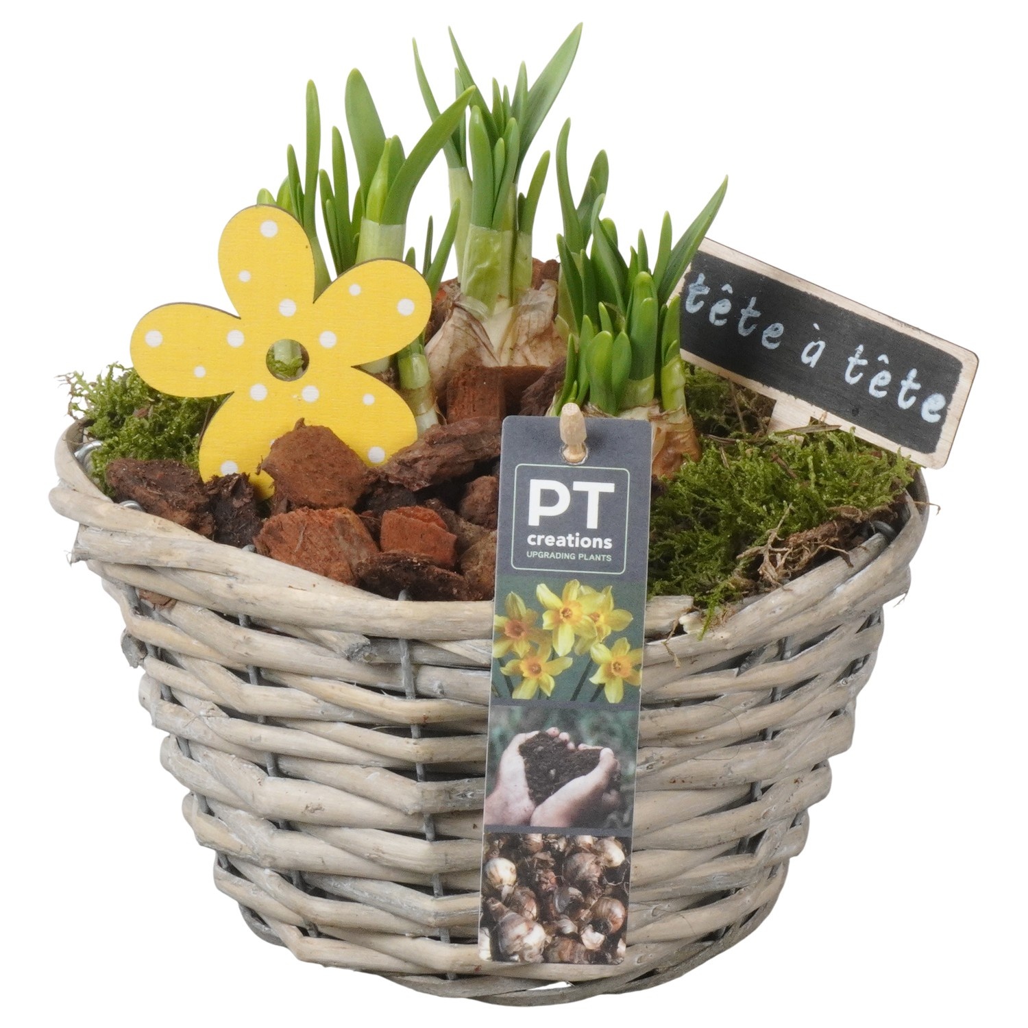 PTN8645 Arrangement Narcissus in rieten mand, D 18