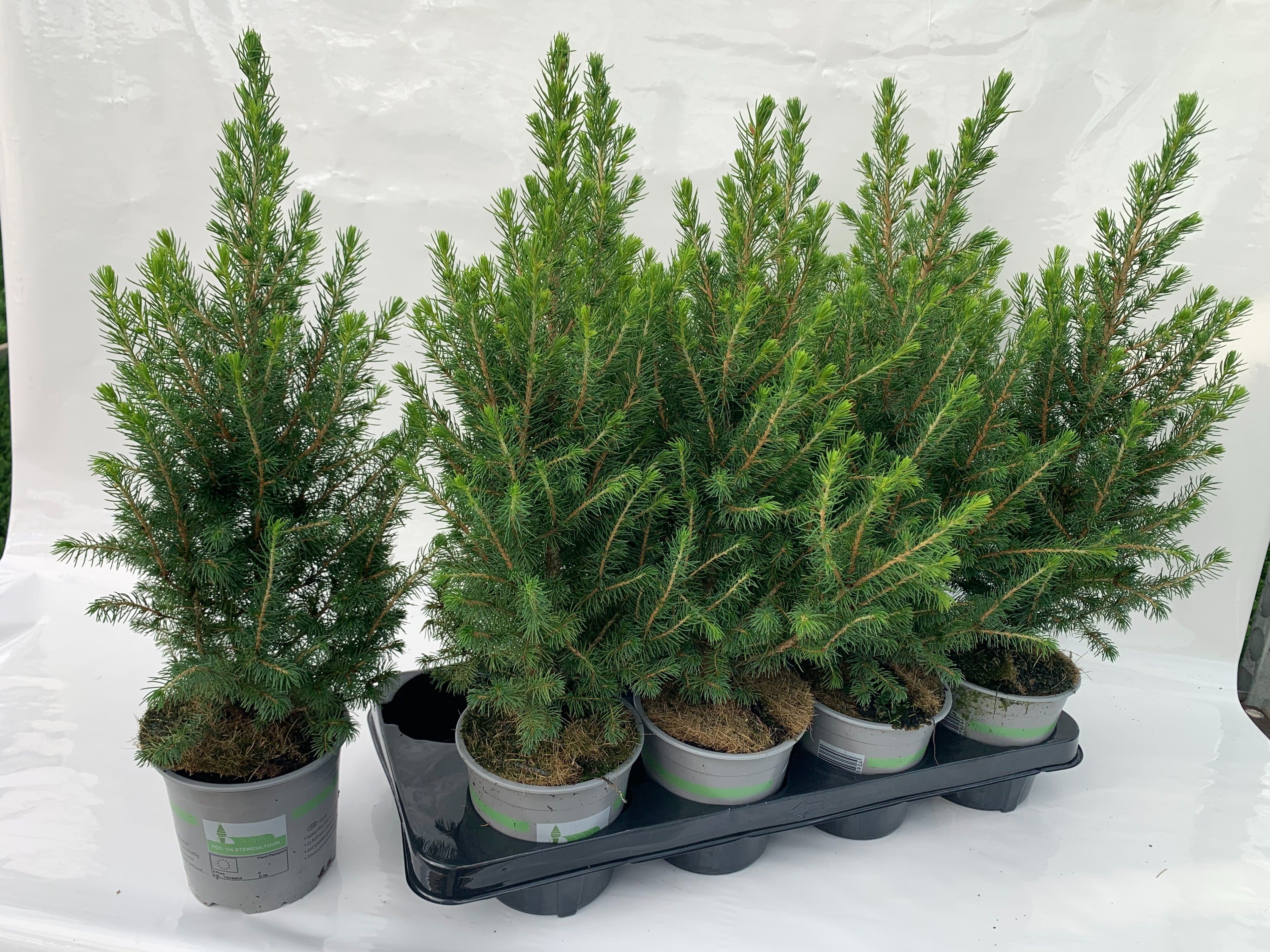 Picea Conica glauca december, D 13