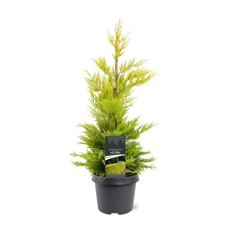 Cupressocyparis leyl. 'Gold Rider', D 19 cm Cupressocyparis leyl. 'Gold Rider', D 19 cm
