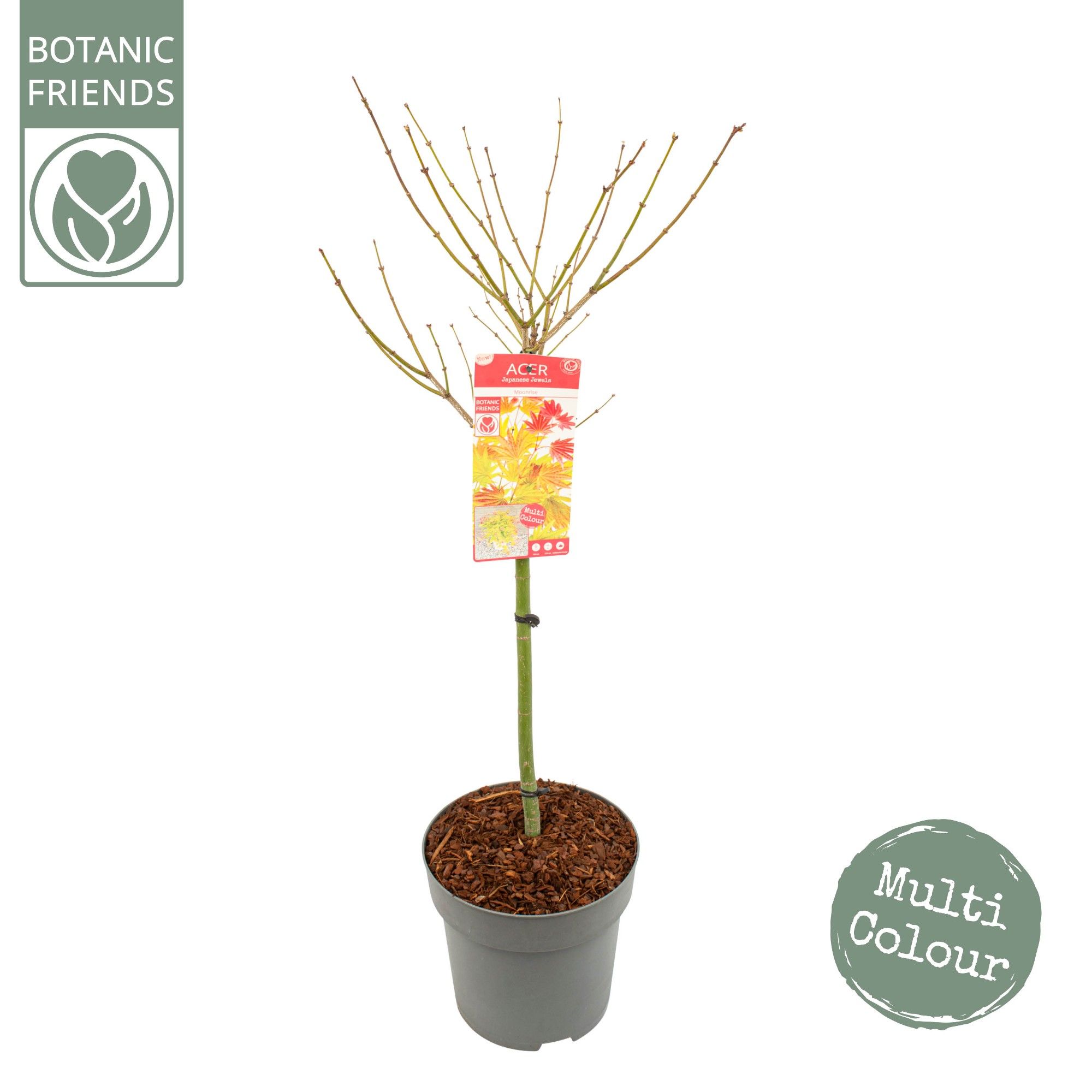 Acer palm. 'Moonrise', D 29