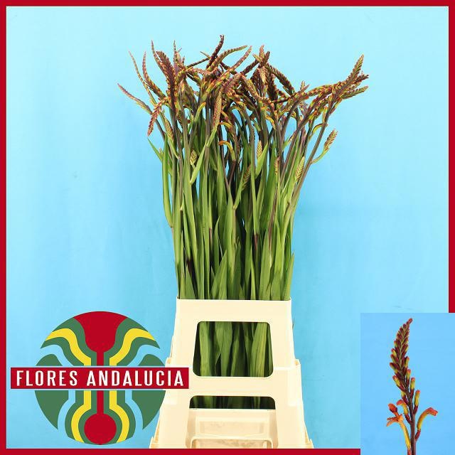 Хазманта Сатурнус 90, шт.