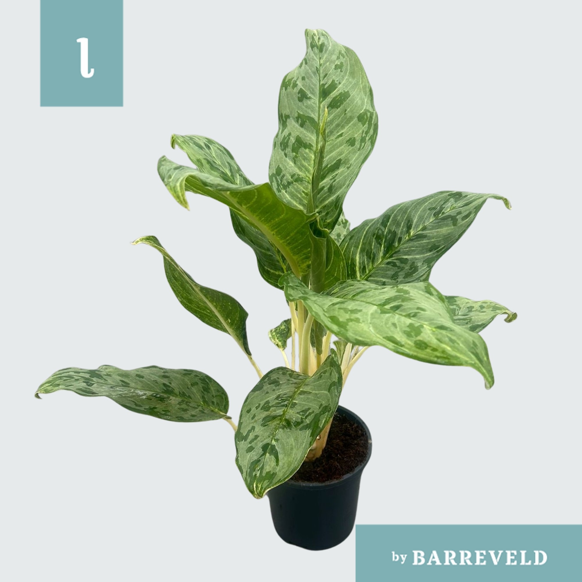 Green Agla 'Peacock' (Aglaonema), D 17