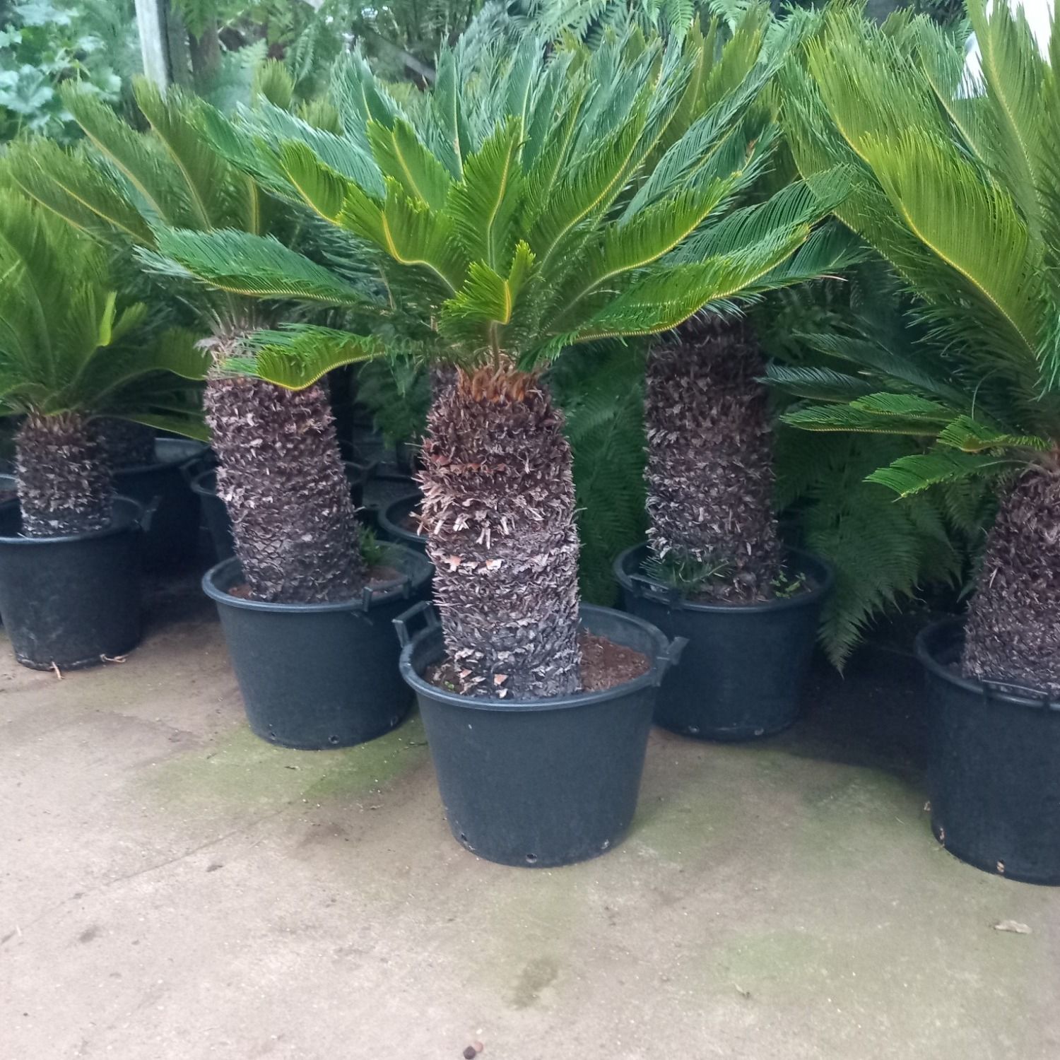 cycas revoluta, D 35