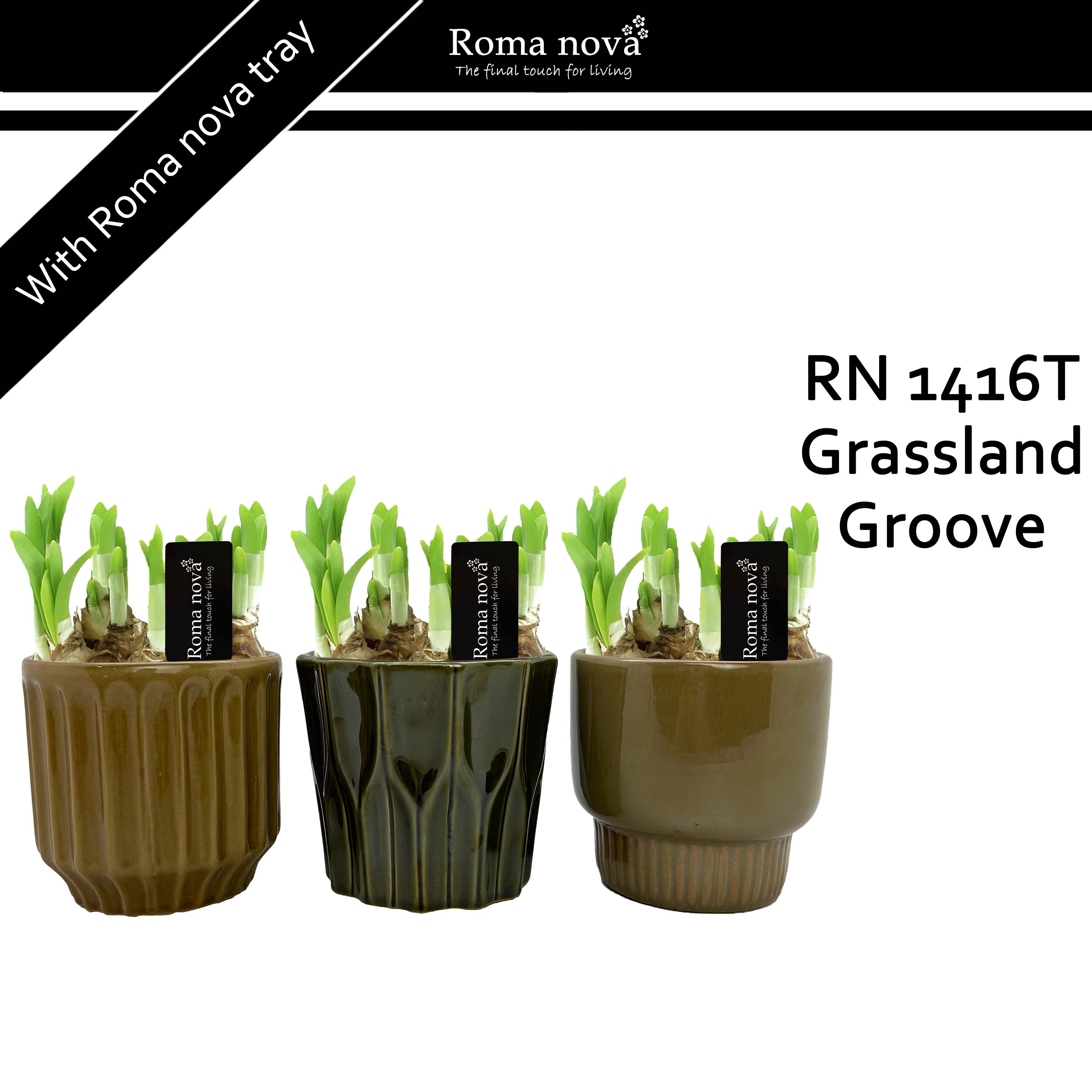 1416T - Grassland Groove (Tete a Tete), D 12 cm