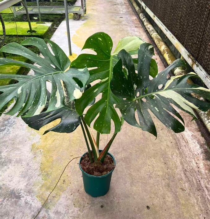 Монстера Голден Потос 18 65/75 18 65