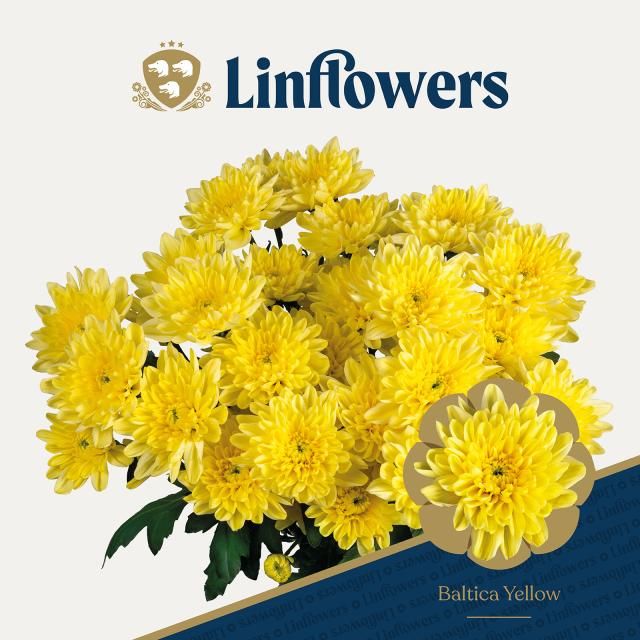 Хризантема куст. Балтика Еллоу 70 (желт.), шт. Хризантема куст. Балтика Еллоу 70 (желт.), шт.