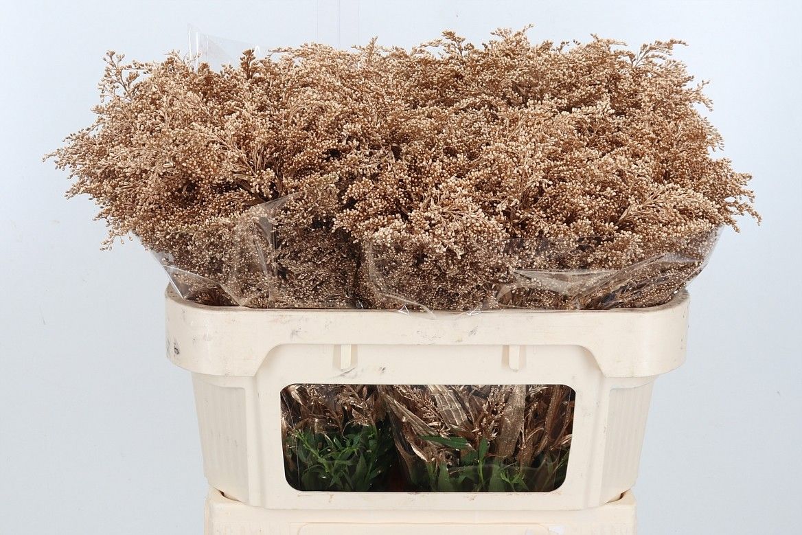 Солидаго Овериг Крашеный (краш. ) 80, шт.