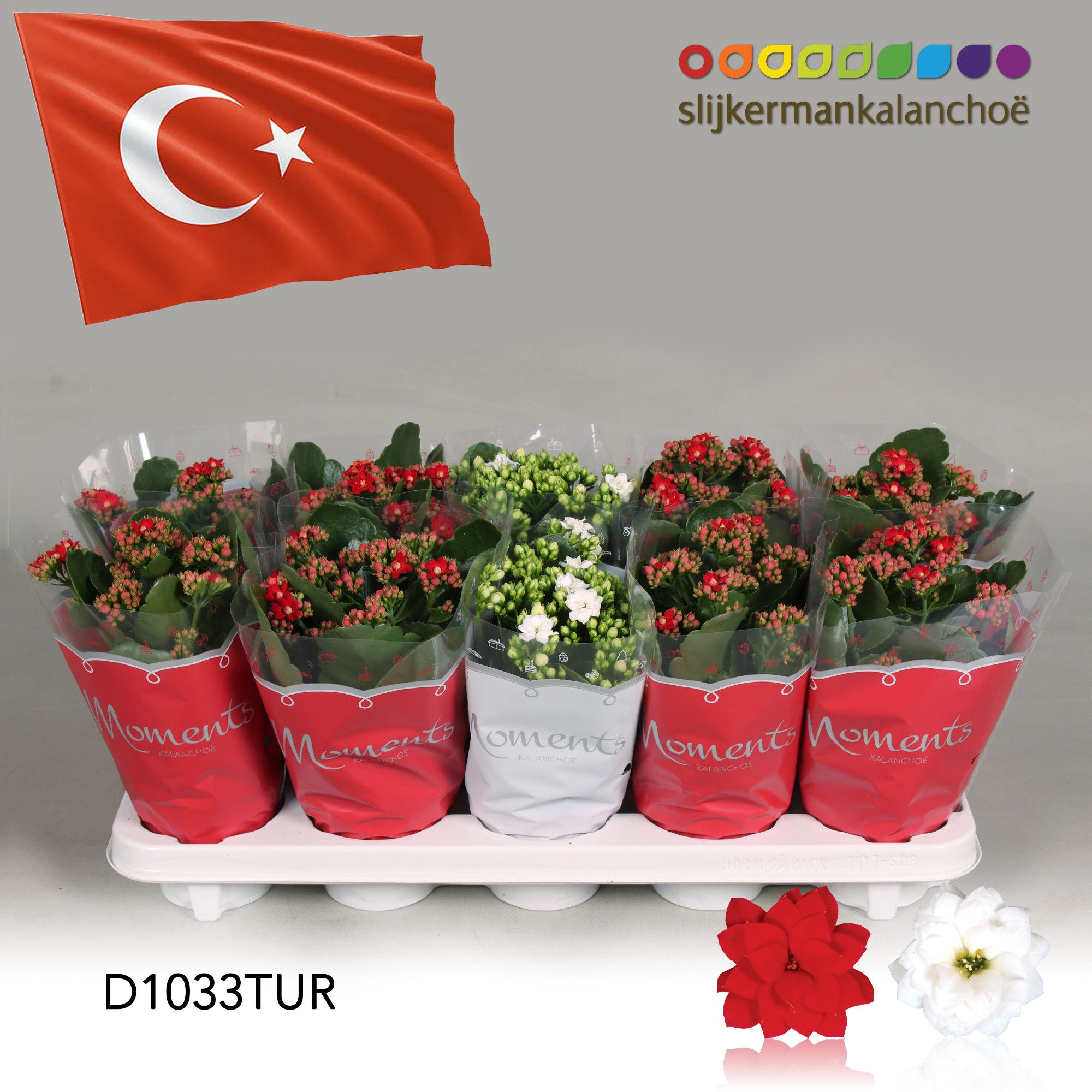 Kalanchoe Moments - Turkey flag, D 10,5