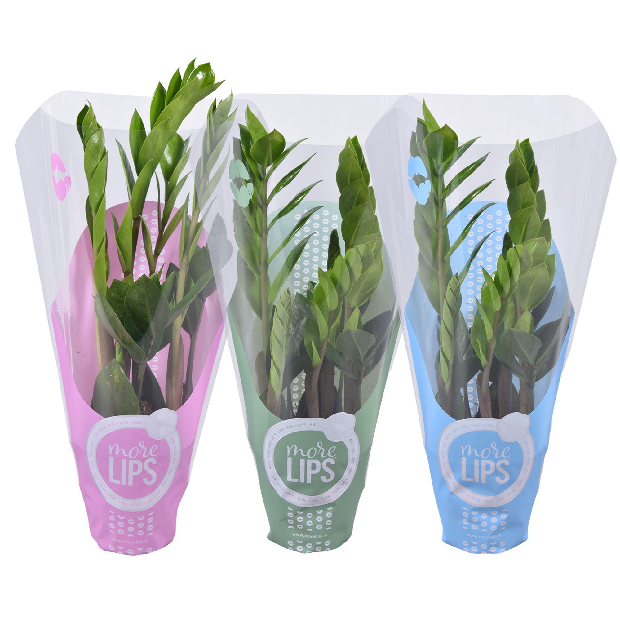 MoreLIPS® Zamioculcas in Showhoes (zomerkleuren), D 10,5