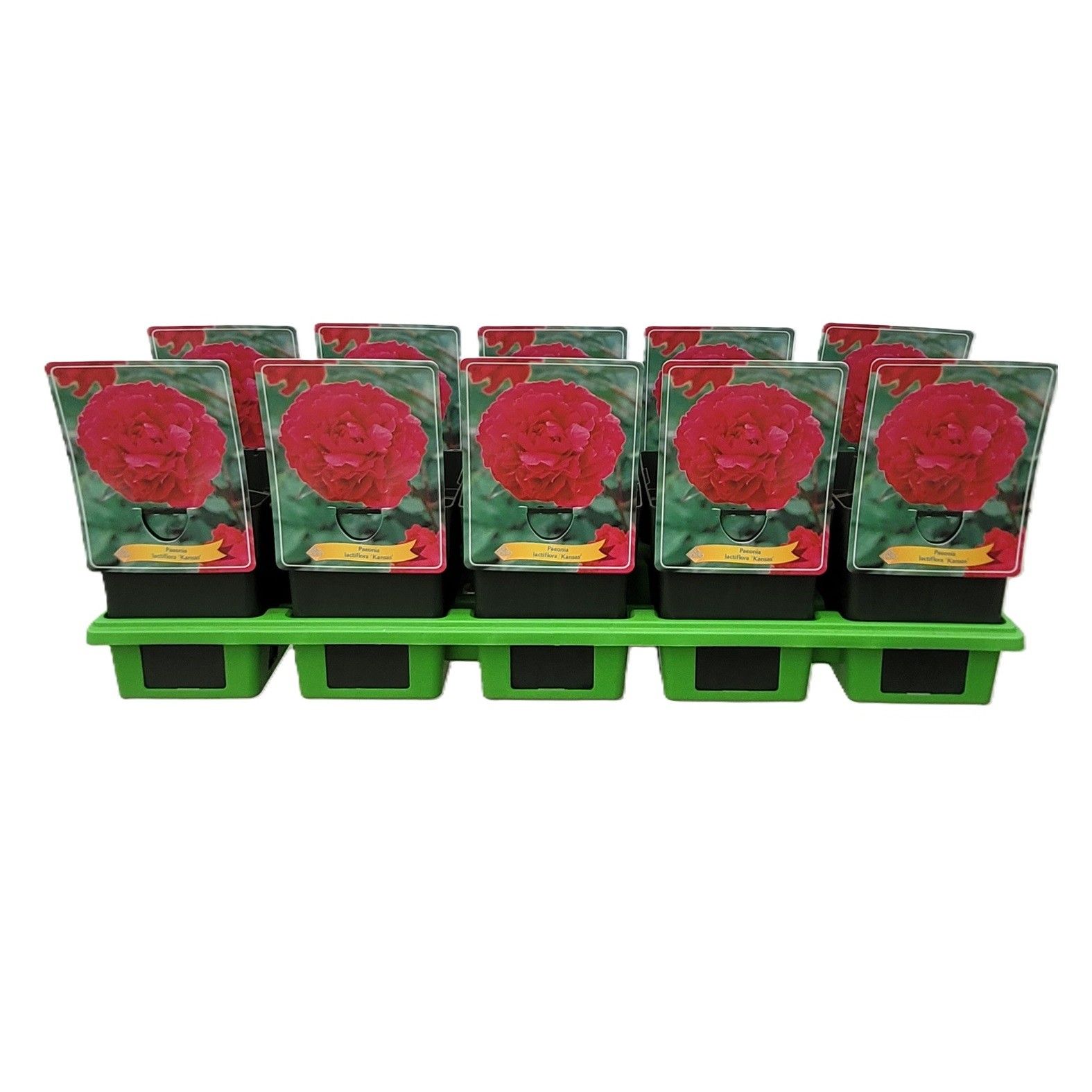 Paeonia Lactiflora 'Kansas' P11, D 11