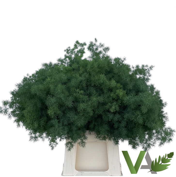 Аспарагус Умбелатус 55, шт.