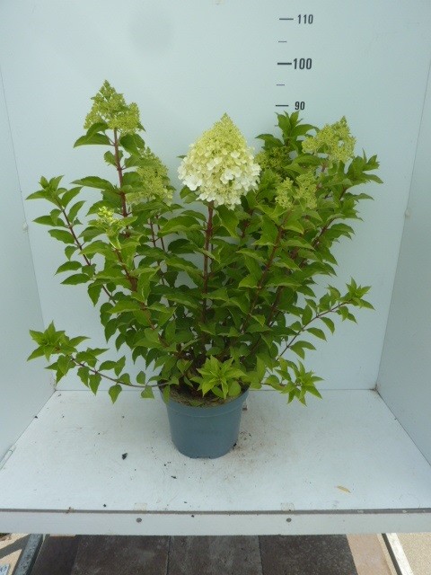 823 FA : Pot 26 cm Hydrangea Paniculata "Polar Bear", D 26