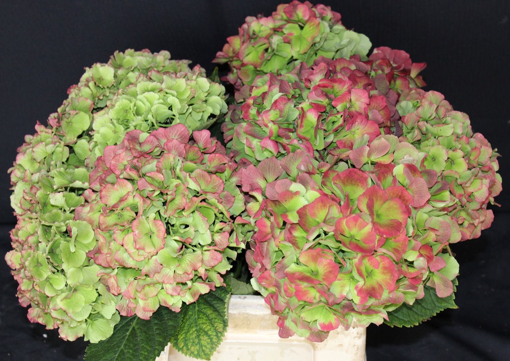 Гортензия Вайт Верена Классик 40, шт.